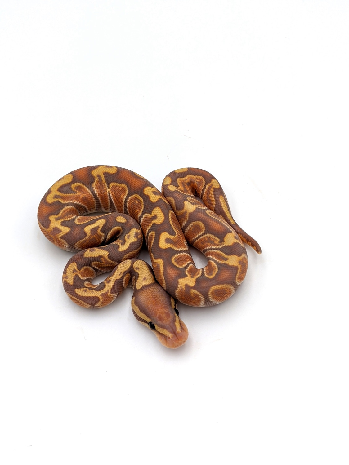 Banana Ghi Het Clown Ball Python by Python Perfection Inc MorphMarket