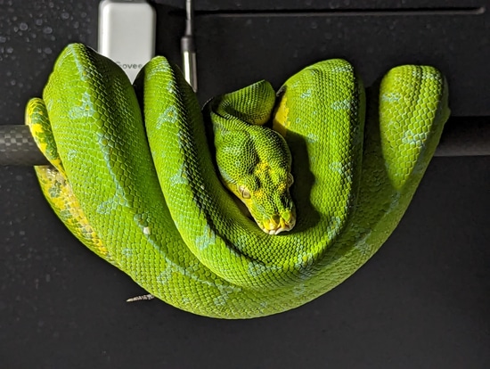 Manokwari Green Tree Python by Python Perfection Inc