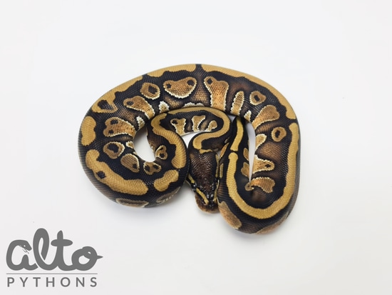 Rio Ball Python by Alto Pythons