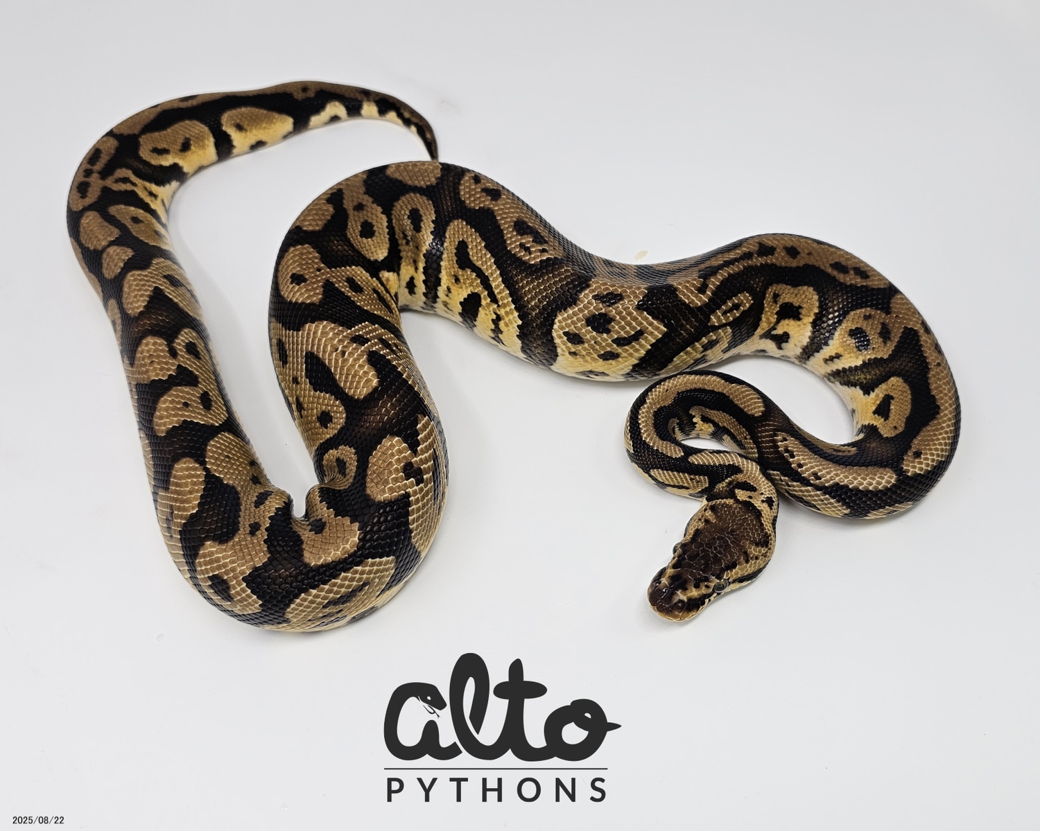 Confusion Pastel het Clown Profile Picture