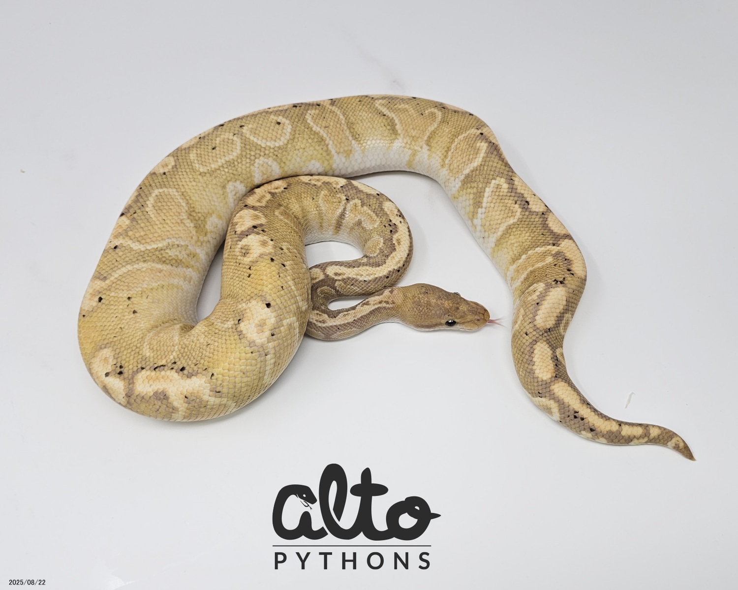 Wookie GHI Banana FM Profile Picture