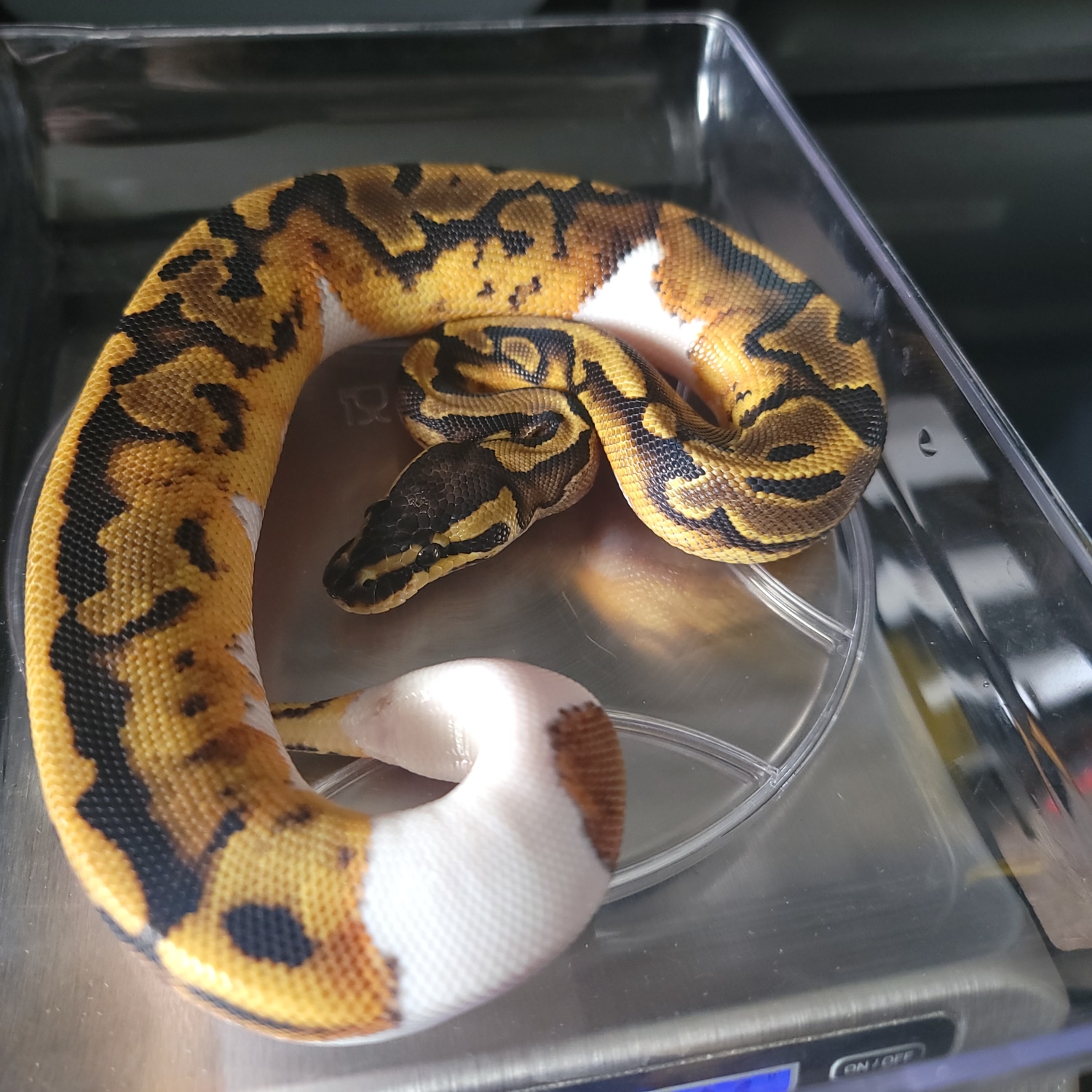 Female Pied Ball Python by Gentile Reptiles MorphMarket
