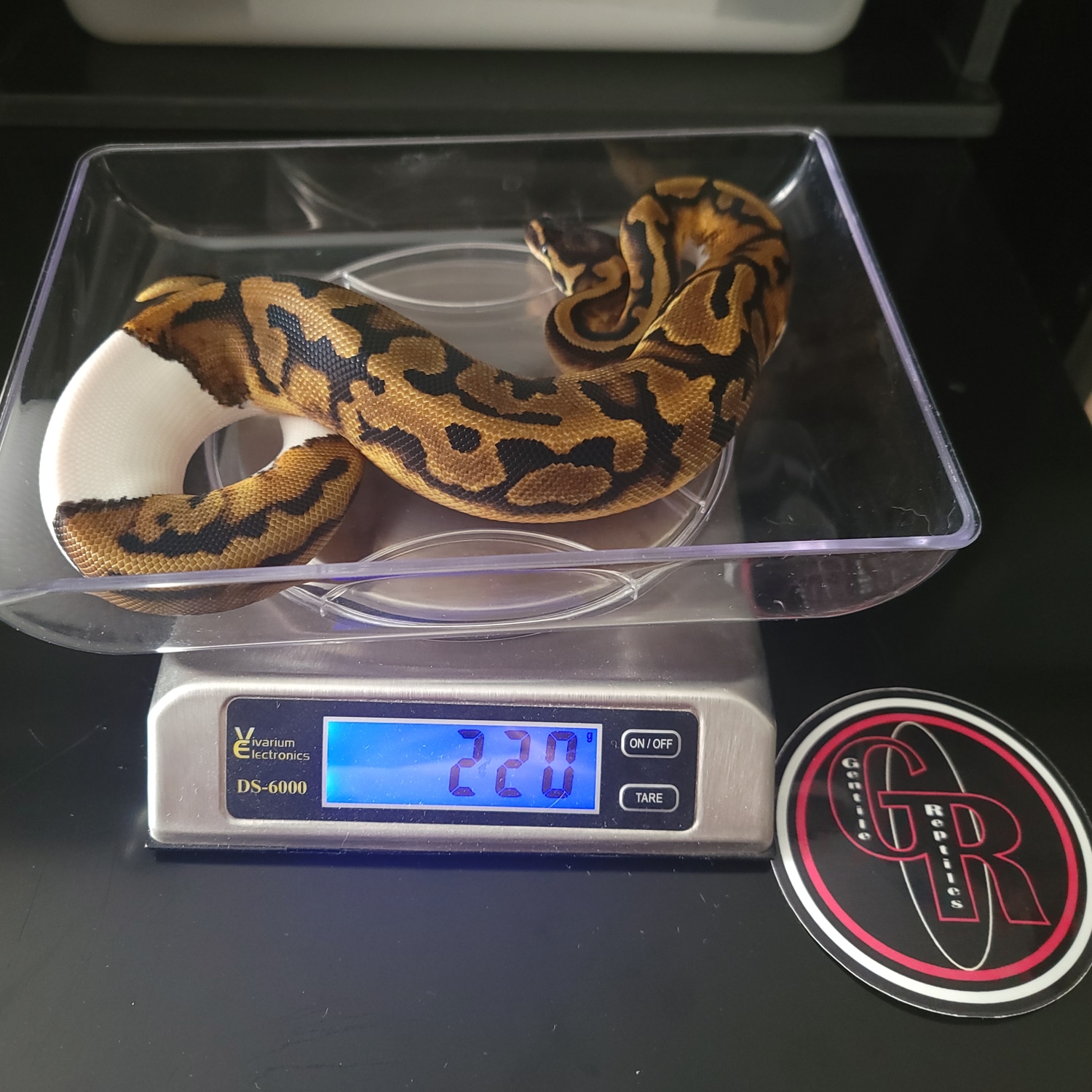 Pied Ball Python by Gentile Reptiles MorphMarket