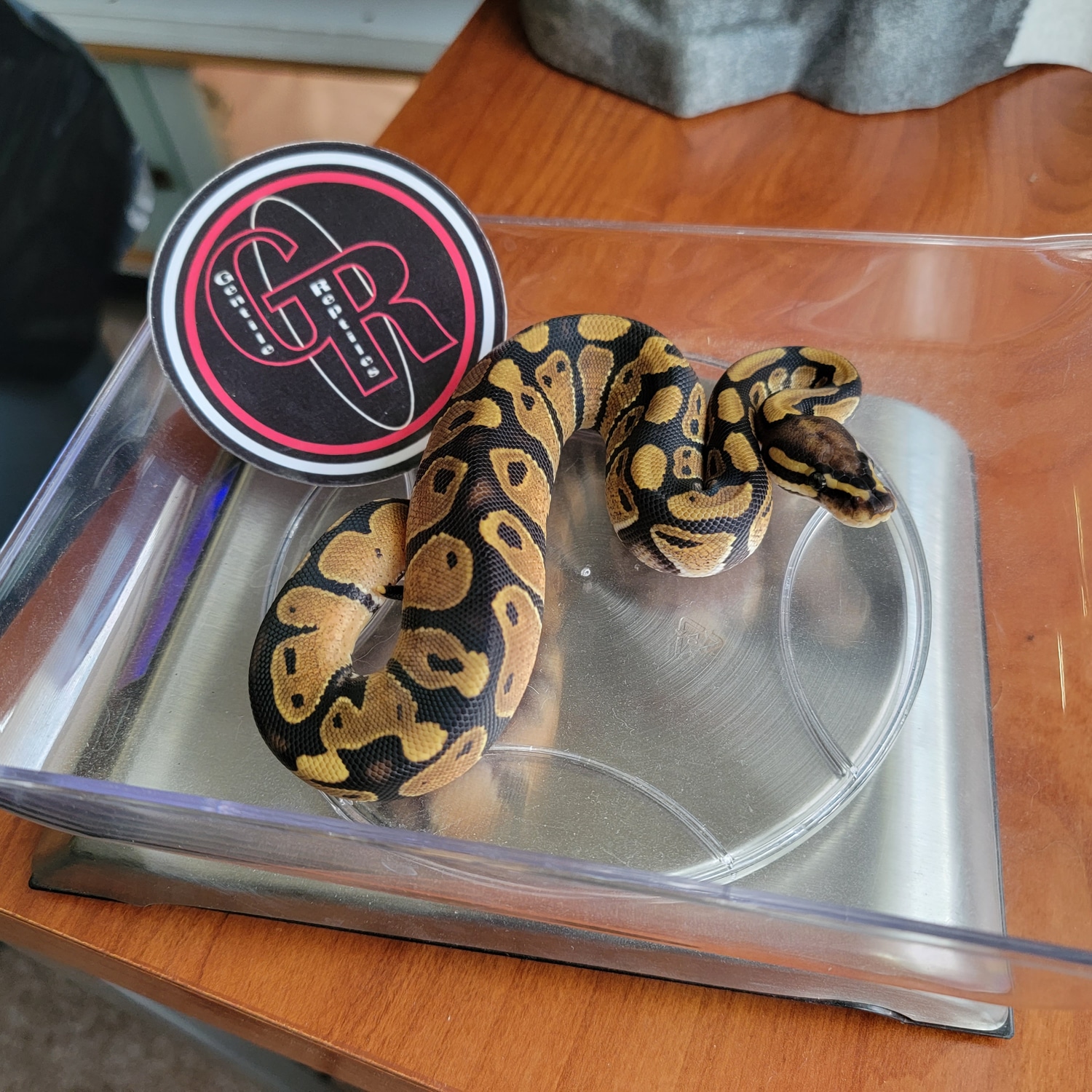 Female Ball Python by Gentile Reptiles - MorphMarket