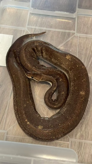 Super Cinnamon Pastel Female Proven Breeder Ball Python by Tony's Reptile