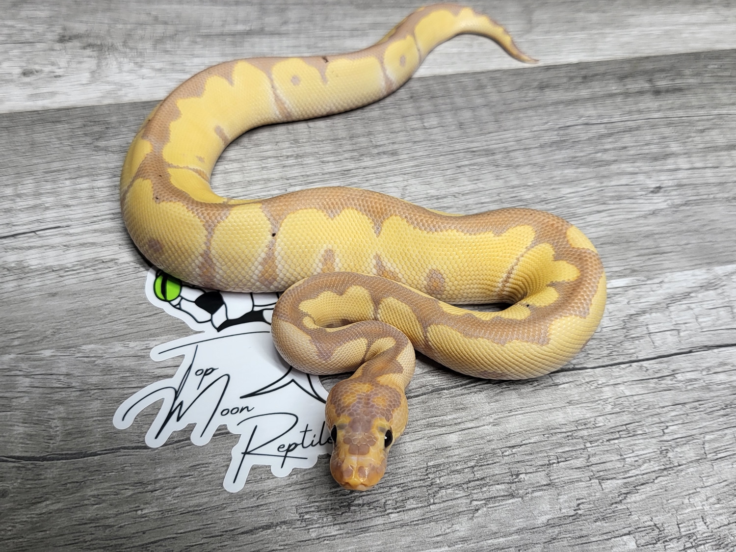 Banana Blade Clown Ball Python by Top Moon Reptiles MorphMarket