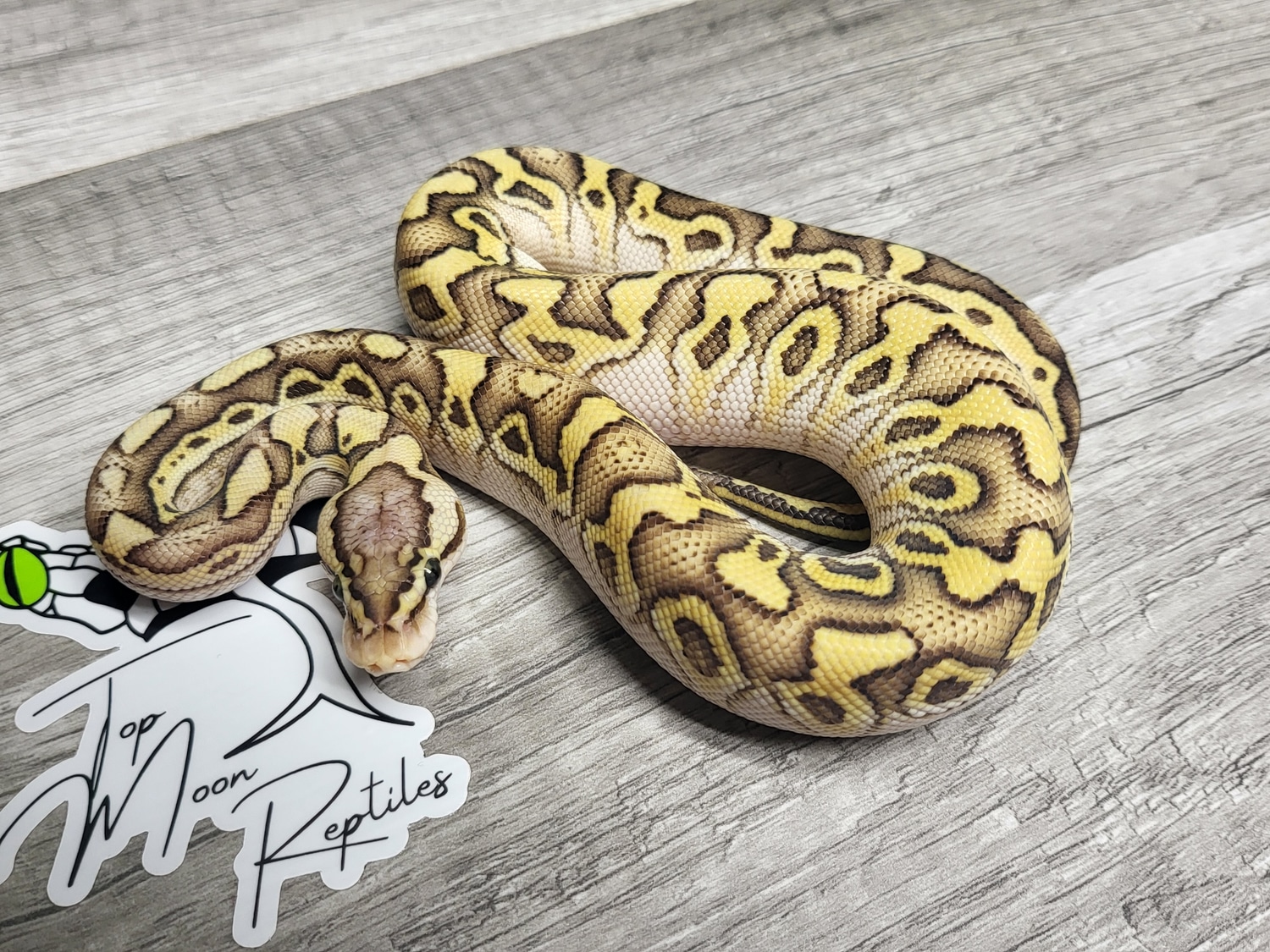 Pastel Lesser Crypton Ball Python by Top Moon Reptiles - MorphMarket