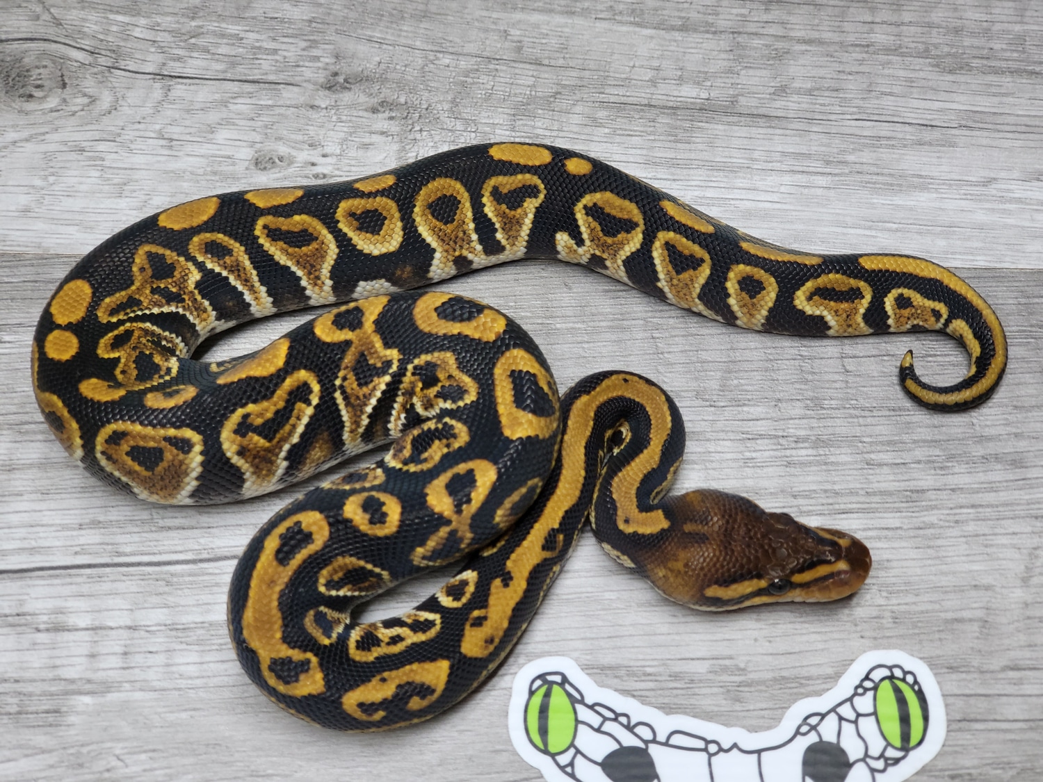 Cypress Yellowbelly 66% Het Ultramel Ball Python by Top Moon Reptiles ...