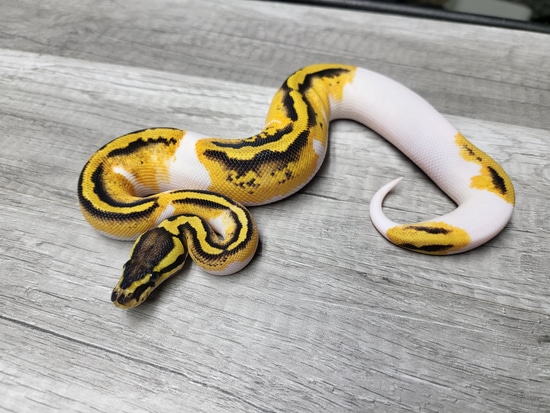Pastel Yellow Belly Pied Ball Python by Top Moon Reptiles