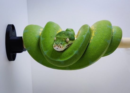 Cyclops Green Tree Python by Top Branch Reptiles