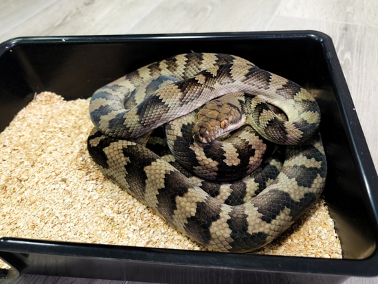 Nature Made Halmahera Scrub Python by Top Branch Reptiles