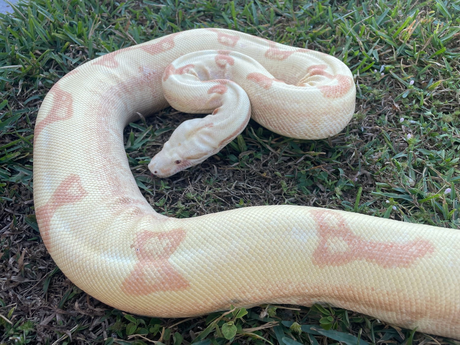 Proven Lipstick Lineage Sunglow Jungle Boa Constrictor by TopGun Boas MorphMarket