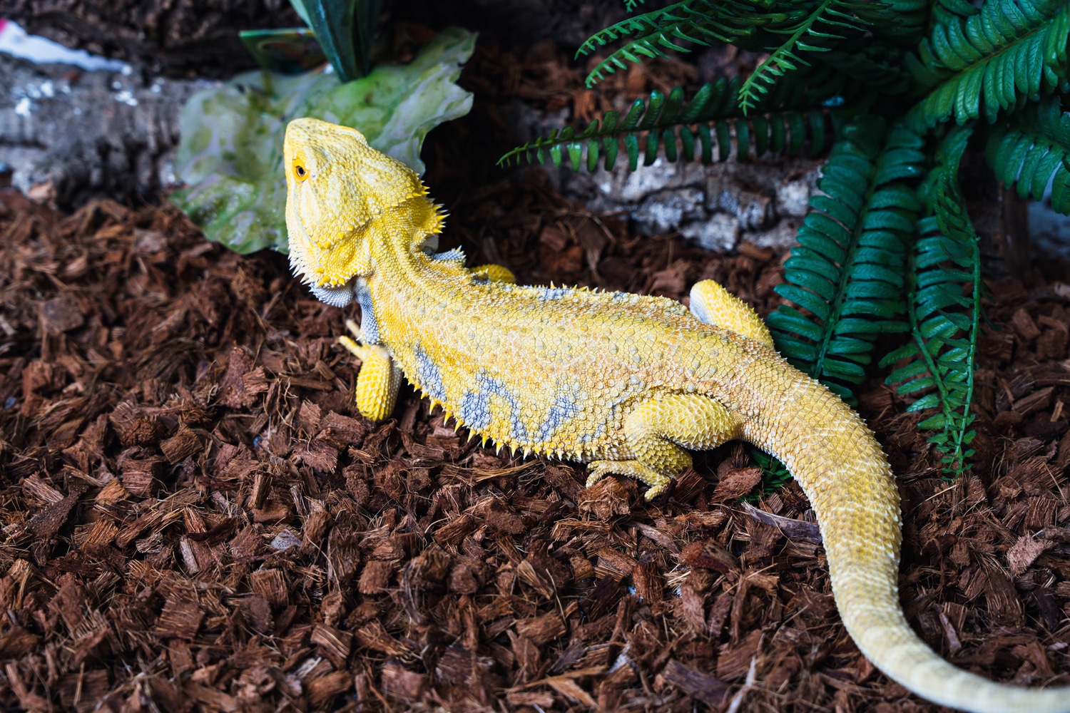 Citrus Tiger Central Bearded Dragon by Top Notch Exotics - MorphMarket