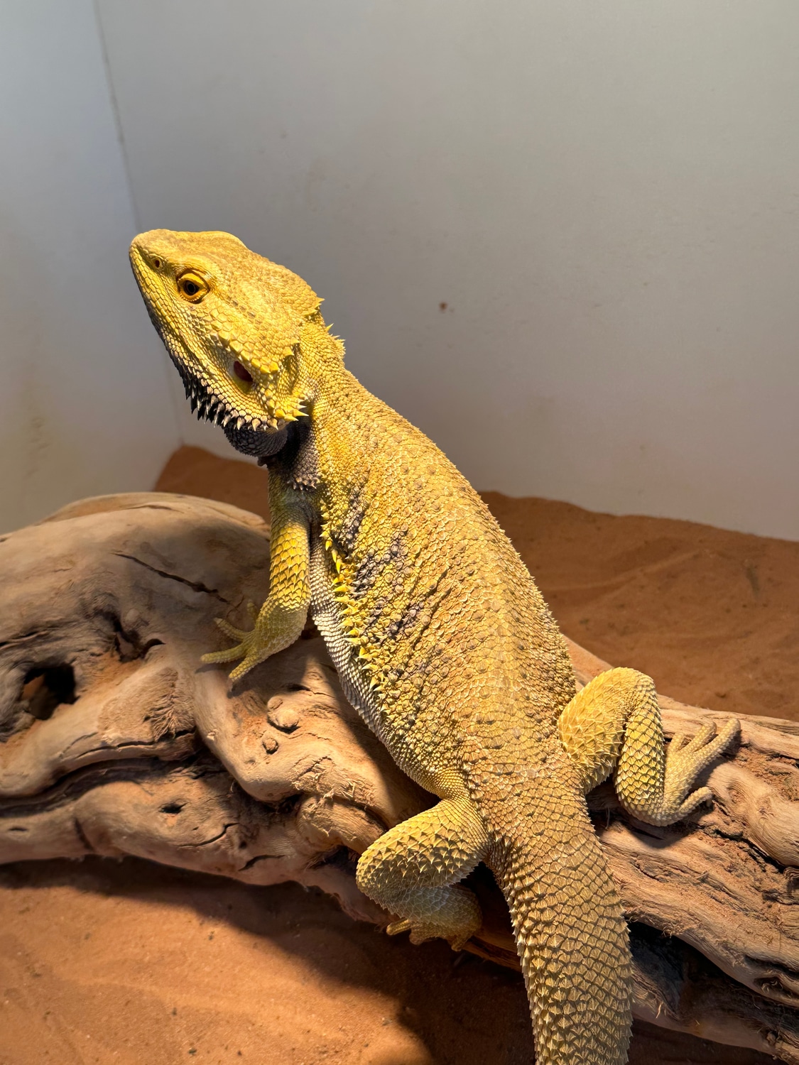 Citrus Tiger Central Bearded Dragon by Top Notch Exotics - MorphMarket