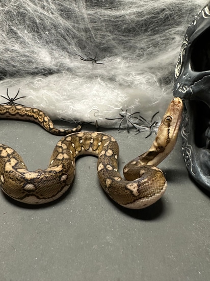 Tiger Motley Het Blonde Reticulated Python by Top Notch Exotics