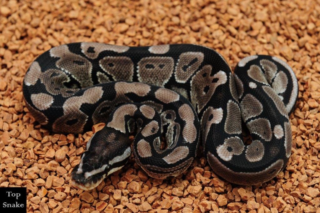 Exanthic Retic Axanthic Het Pied