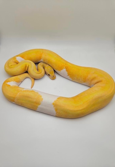 Pastel YB Dreamsicle Ball Python by Medusa’s Menagerie