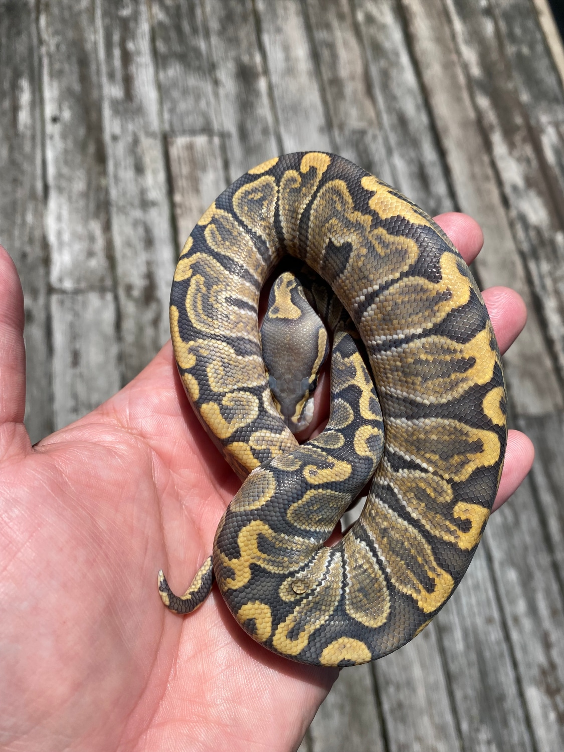 Hypo GHI Ball Python by Boston Python Dept. - MorphMarket