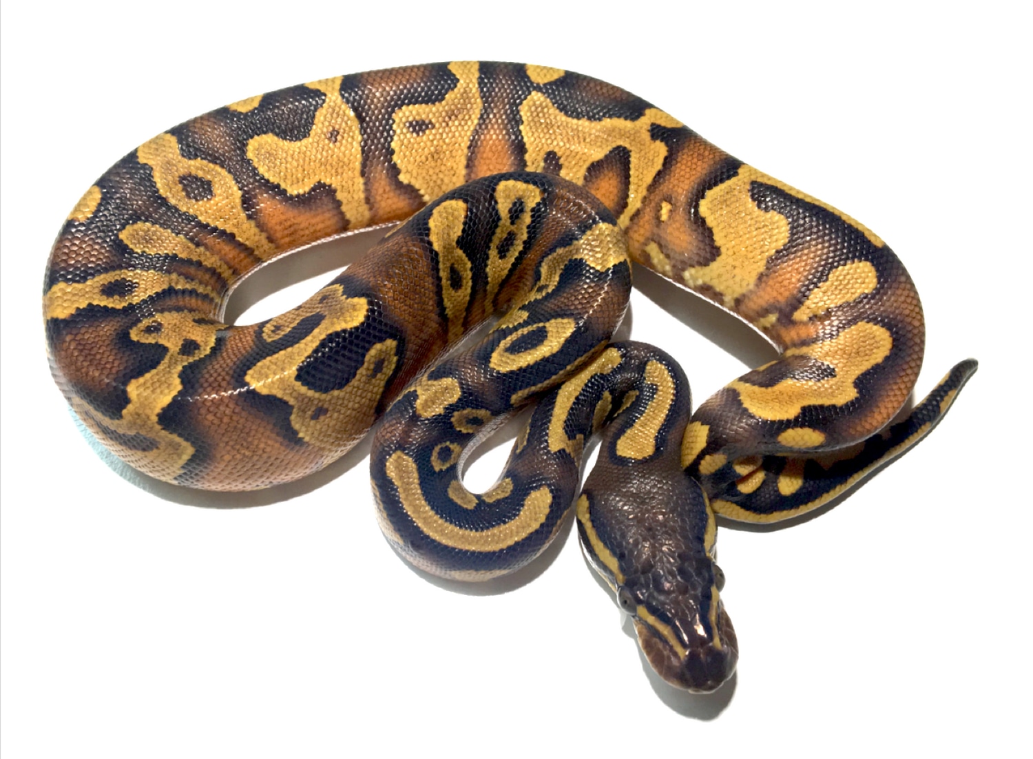 Blackhead Enchi Asphalt Or Blackhead Enchi Yellowbelly Ball Python by