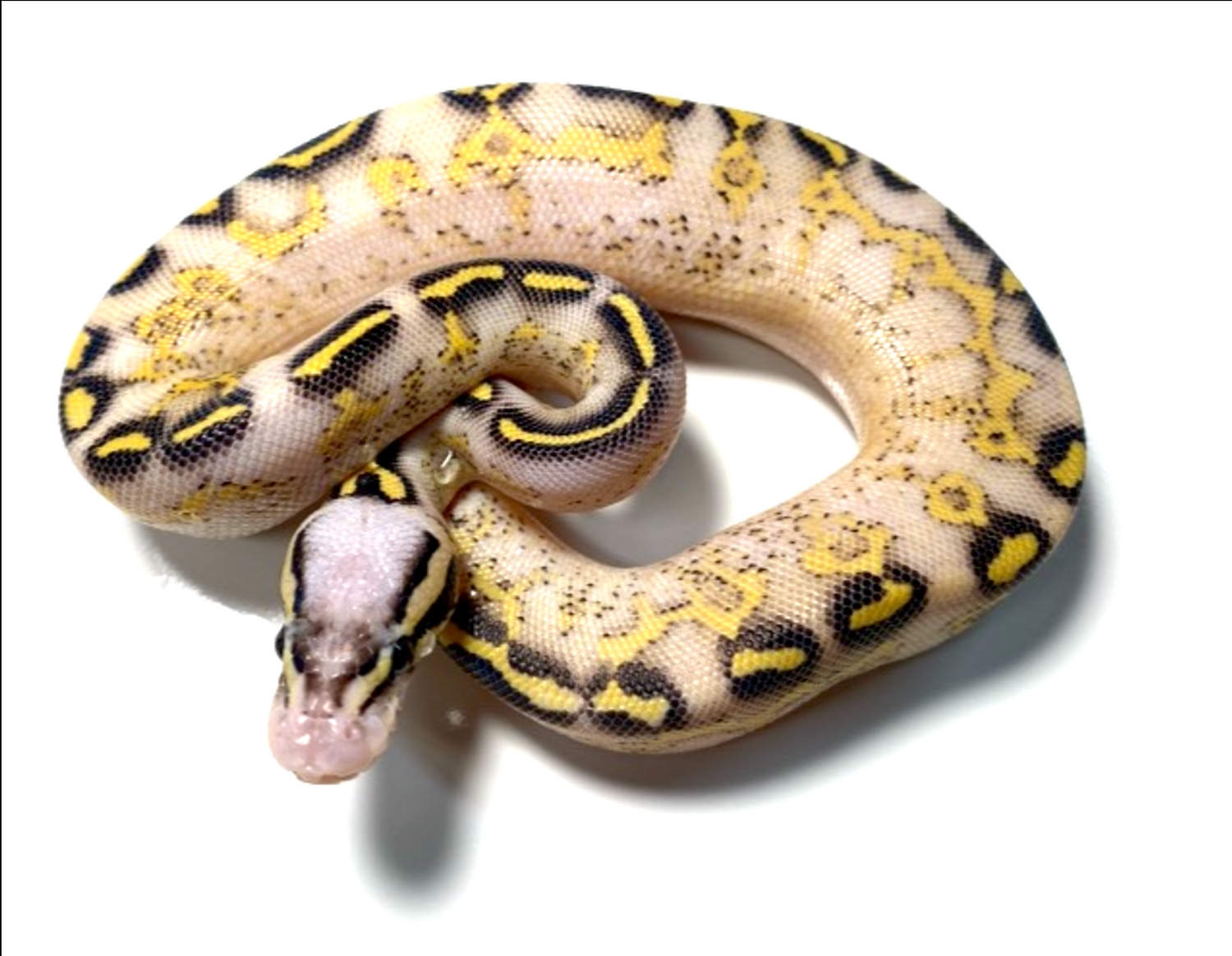 Pastel Freeway Ball Python by Tornado Alley Reptiles - MorphMarket