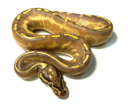 Axanthic Vanilla Zebra Bee Ball Python by Tornado Alley Reptiles ...