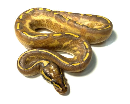 what makes a mardi gras ball python