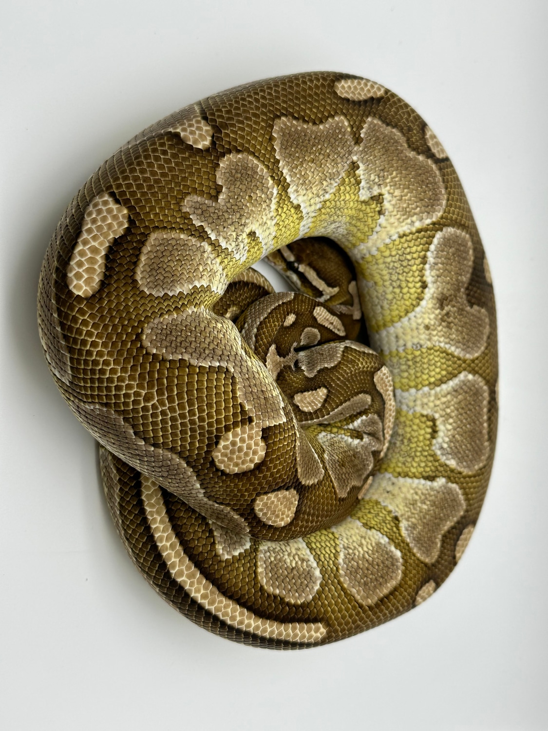 Lesser Ball Python by Lake House Exotics - MorphMarket