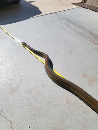 Phantom Goldenchild Het Pied Reticulated Python by John Rose Reptiles