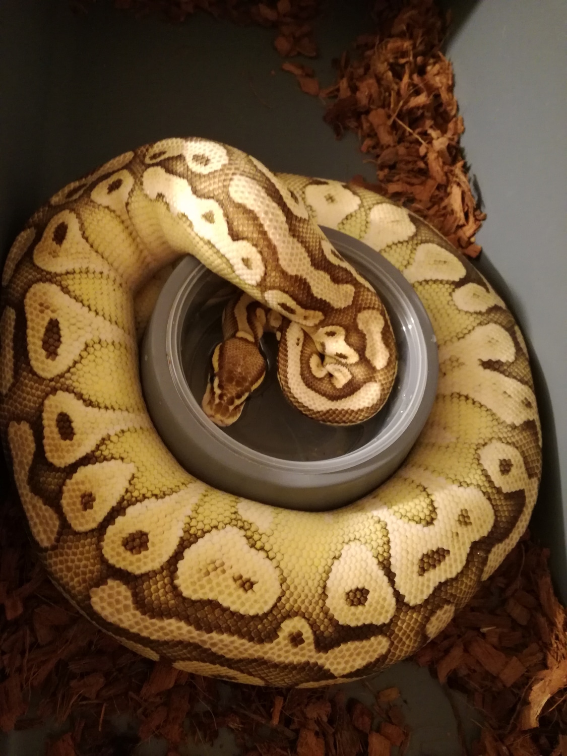 Butter Pastel Ball Python by TH Reptiles - MorphMarket