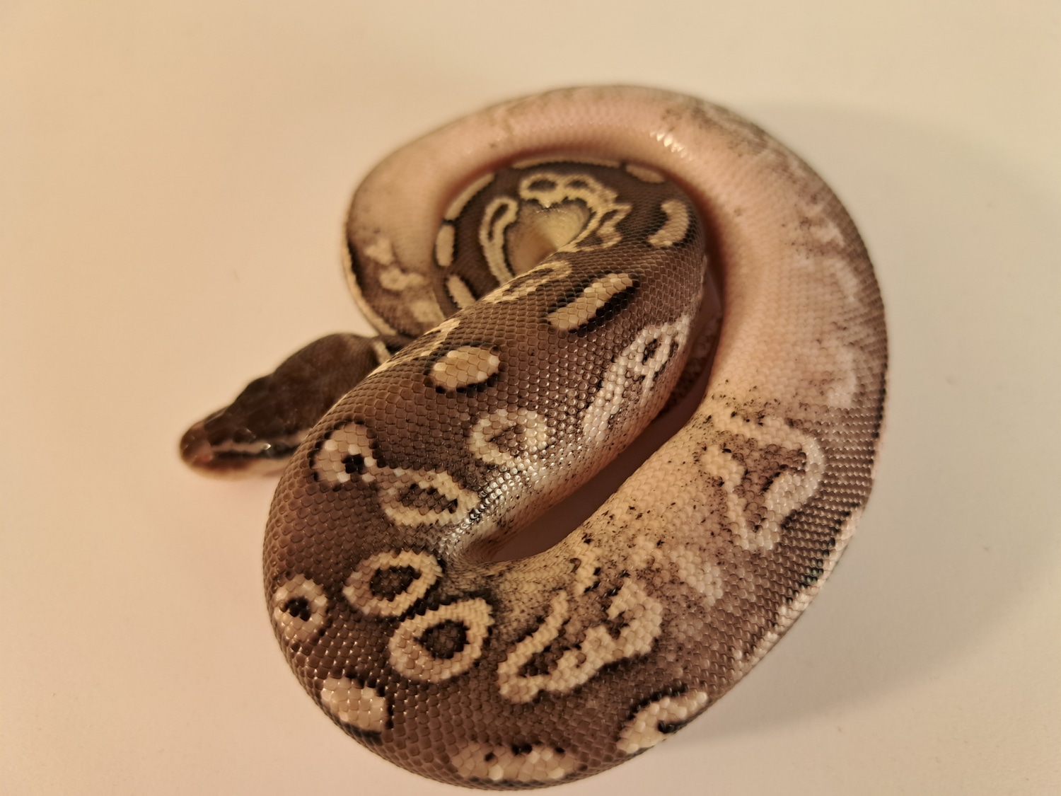 Cinnamon Pastel Pos Butter Ph Piebald Ball Python by TH Reptiles ...
