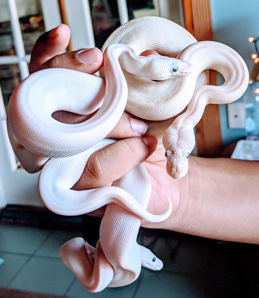 Blue Eye Leucistic BEL Ball Python by Young Reptile Company - MorphMarket