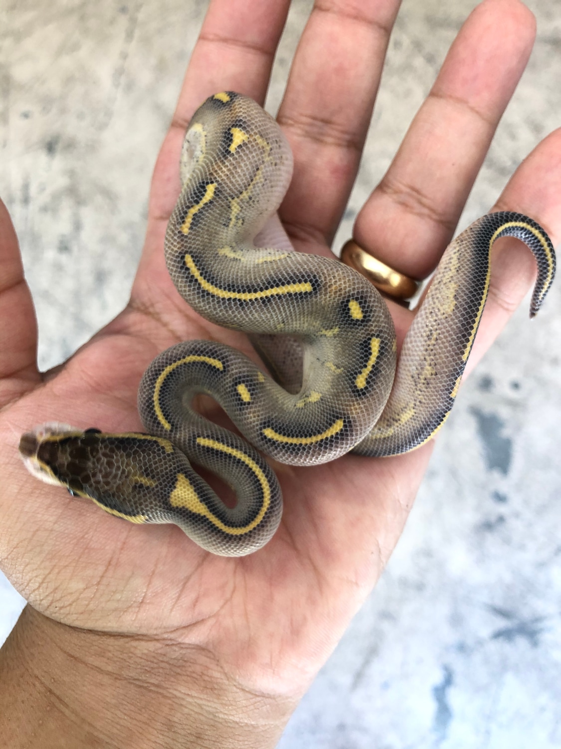 Highway Het Paint Ball Python by Young Reptile Company MorphMarket
