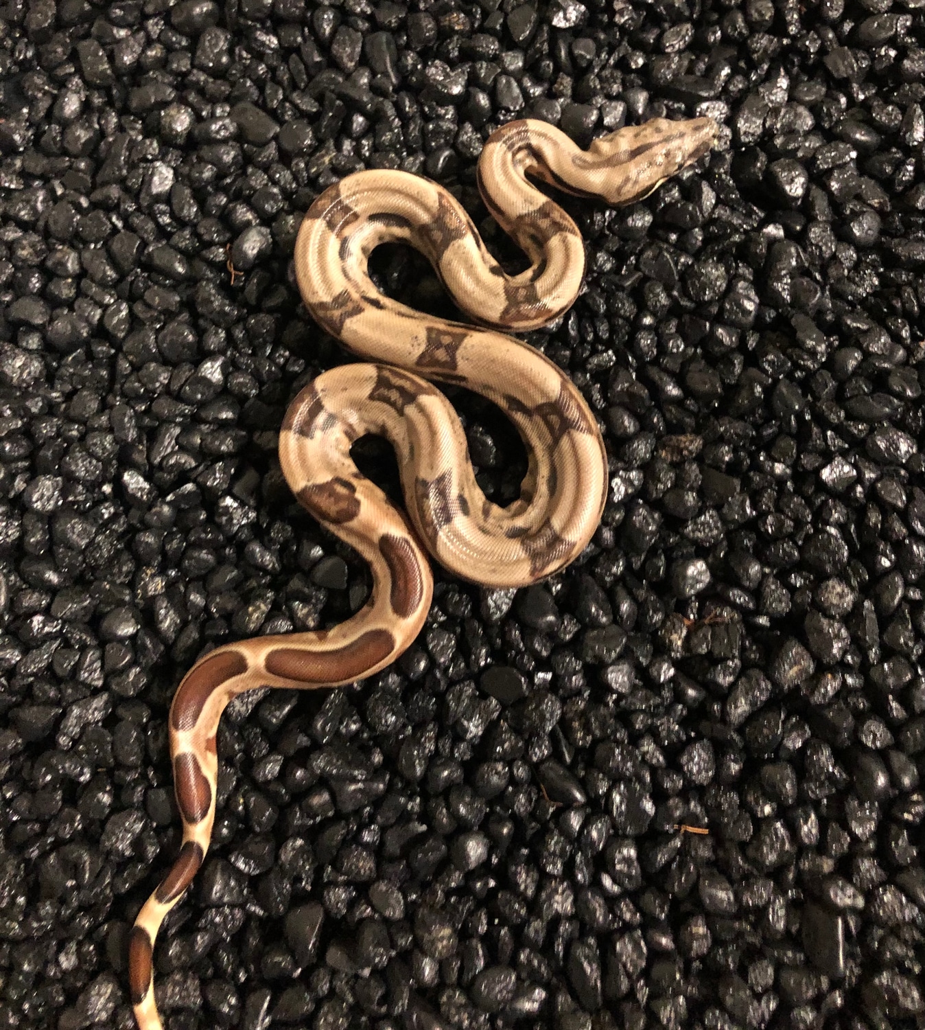 Hypo Jungle Boa Constrictor by Young Reptile Company - MorphMarket