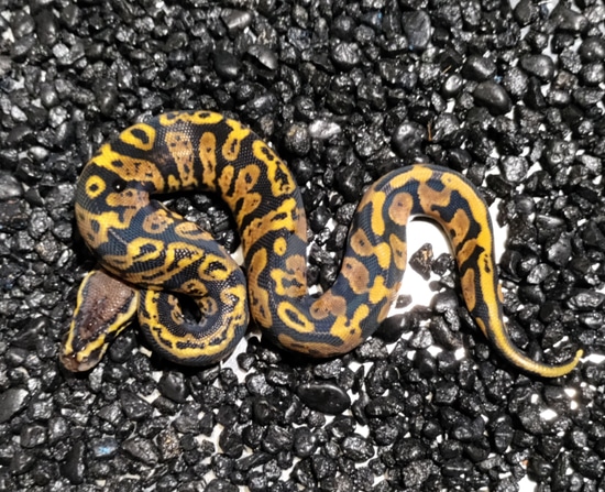 Acid Calico Ball Python Acid Pastel Calico Ball Python by Young Reptile Company