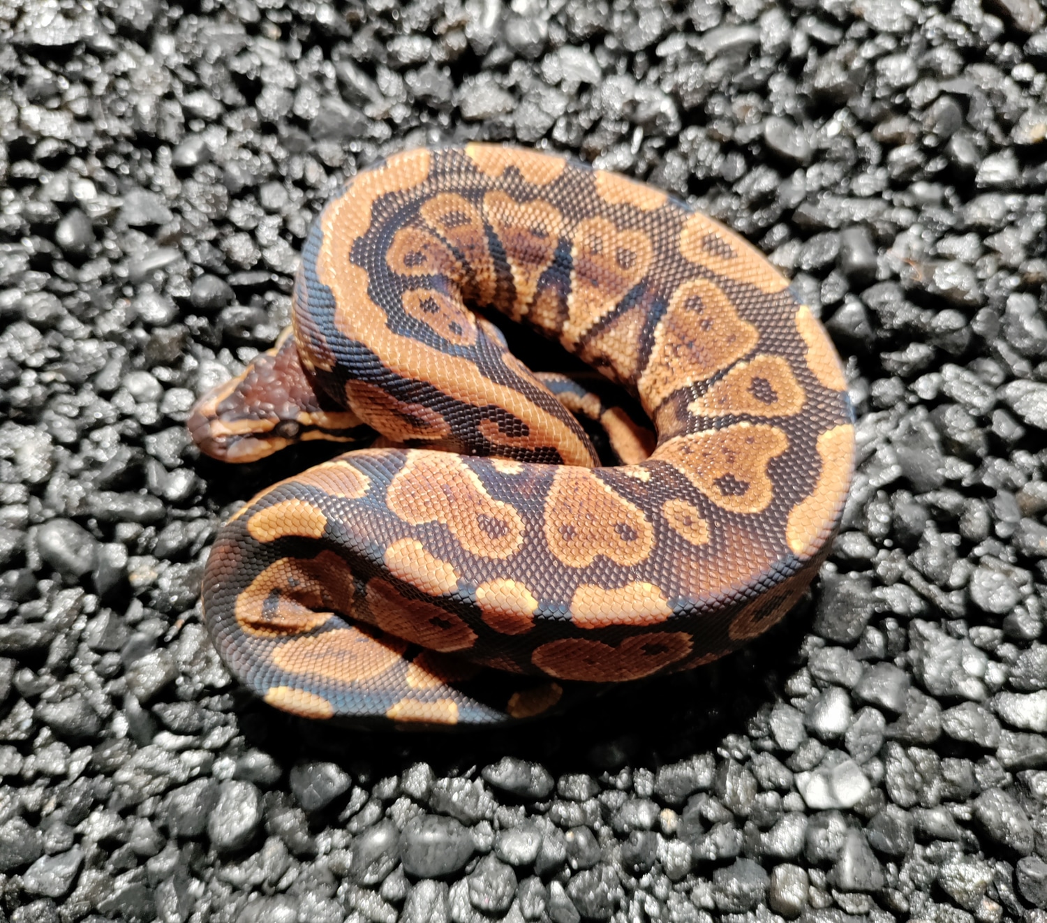 Gravel Het Paint Ball Python by Young Reptile Company MorphMarket