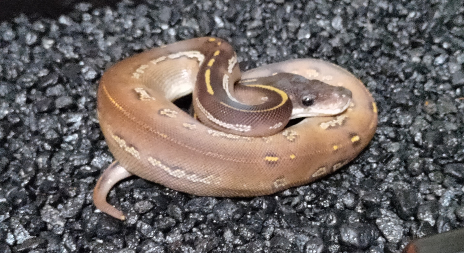 Super Black Head Mojave Red Gene Ball Python by Young Reptile Company ...