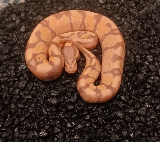 Enchi Banana 66% Het Sunset Ball Python by Young Reptile Company