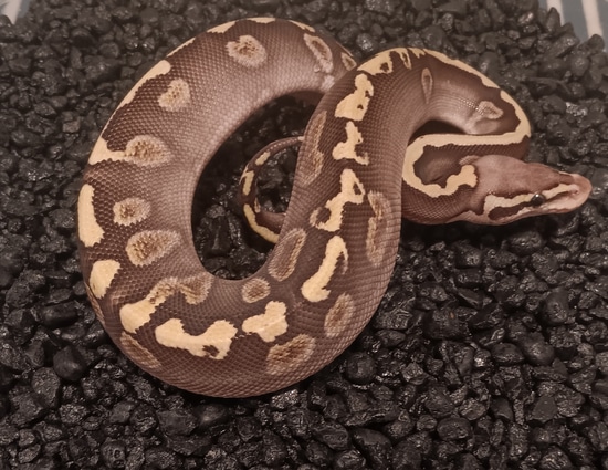 GHI Mojave Pos Het Clown Pos Het Albino Ball Python by Young Reptile ...