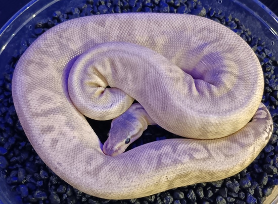 Super Pastel Cinnamon GHI Het Hypo Ball Python by Young Reptile Company