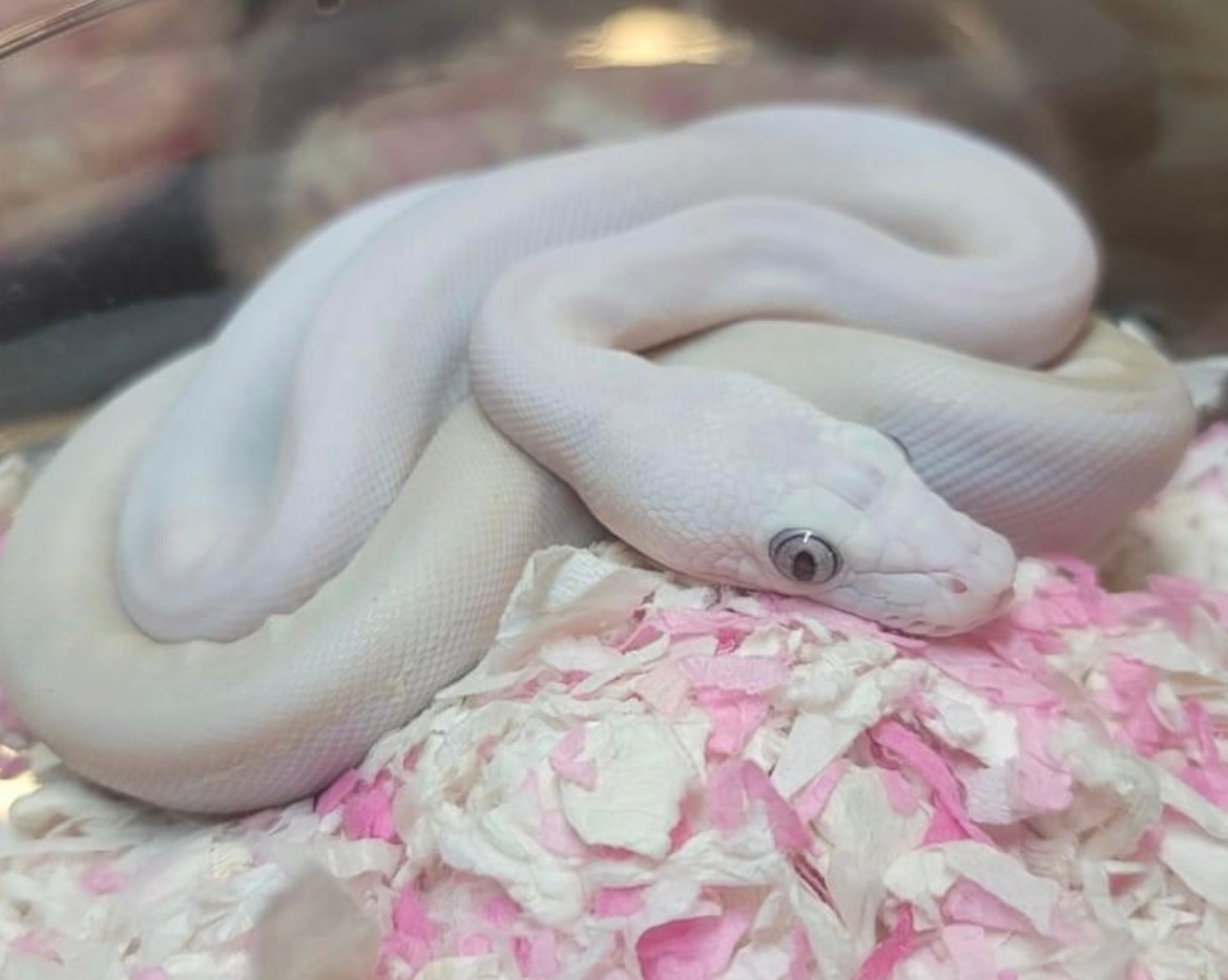 '22 Female Super Phantom Poss GC Tiger Poss Het Purple Reticulated ...