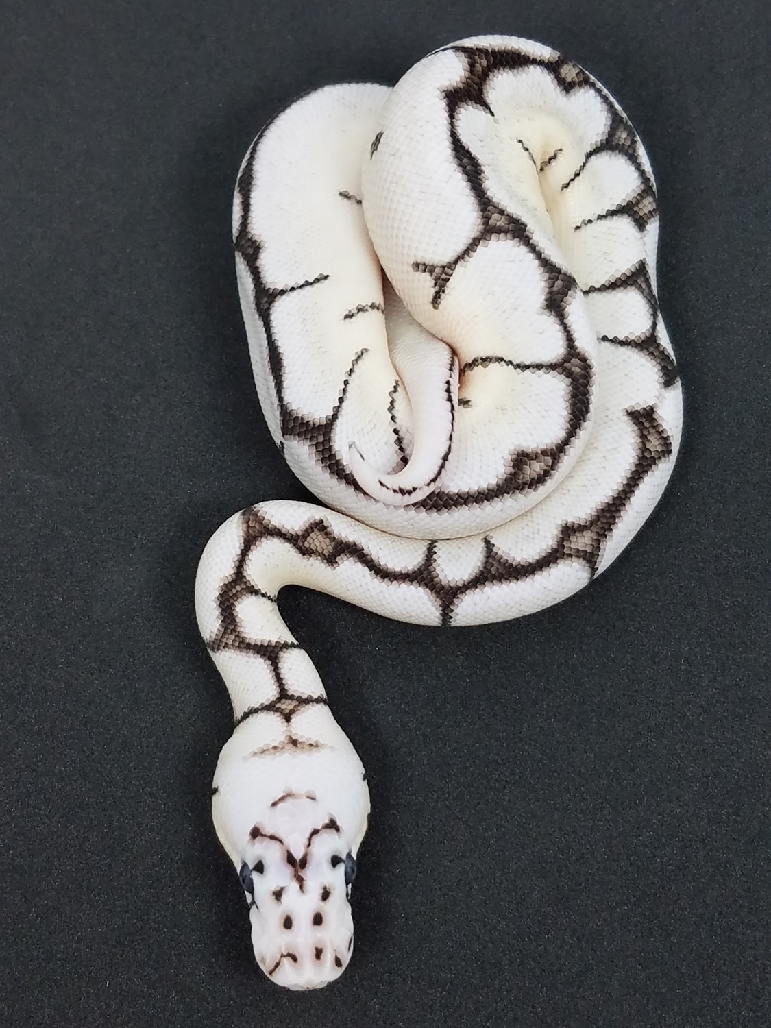 VPI Axanthic Bumble Bee Clown Ball Python by Donato Signore - MorphMarket
