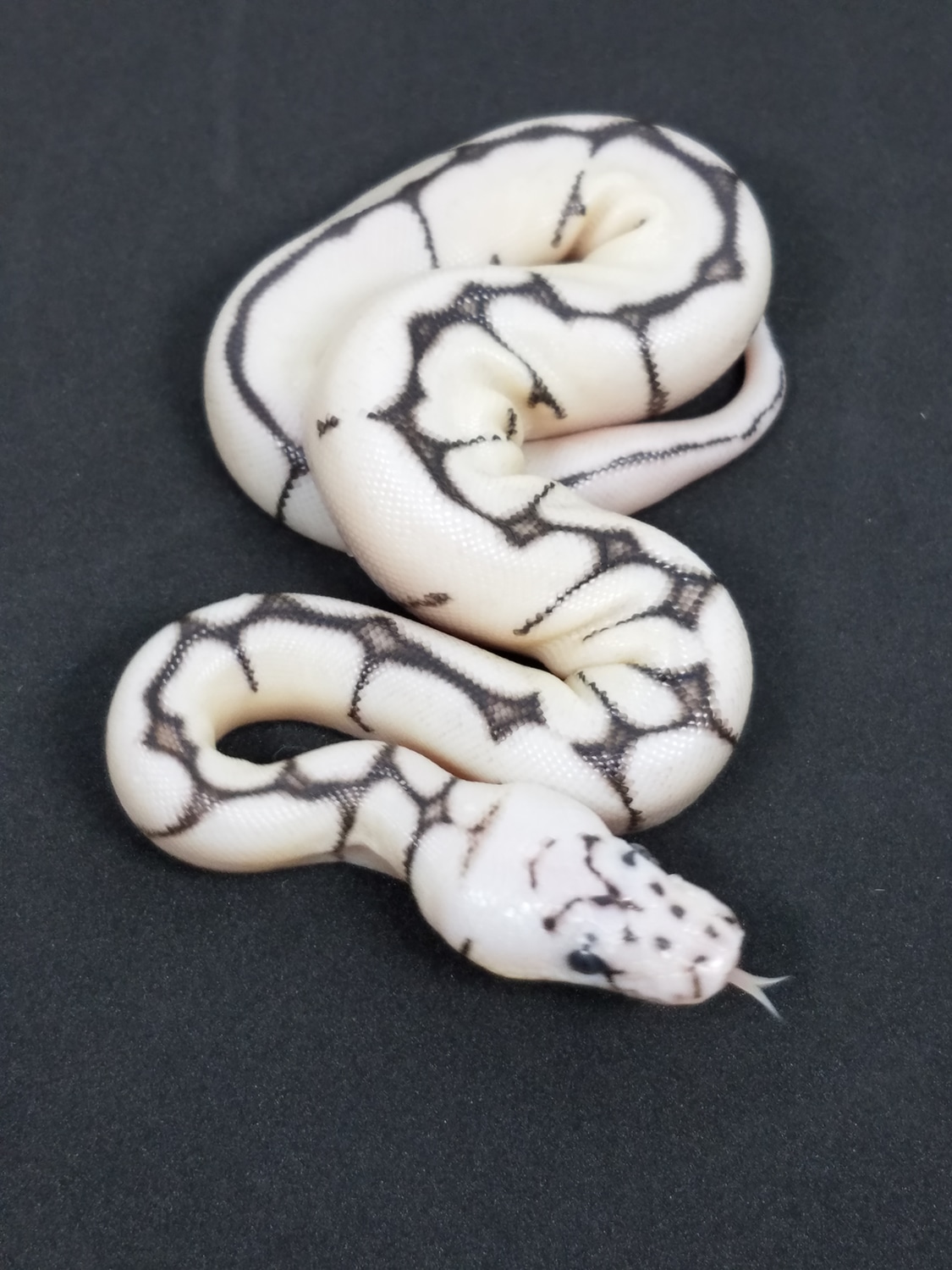 VPI Axanthic Bumble Bee Clown Ball Python by Donato Signore - MorphMarket