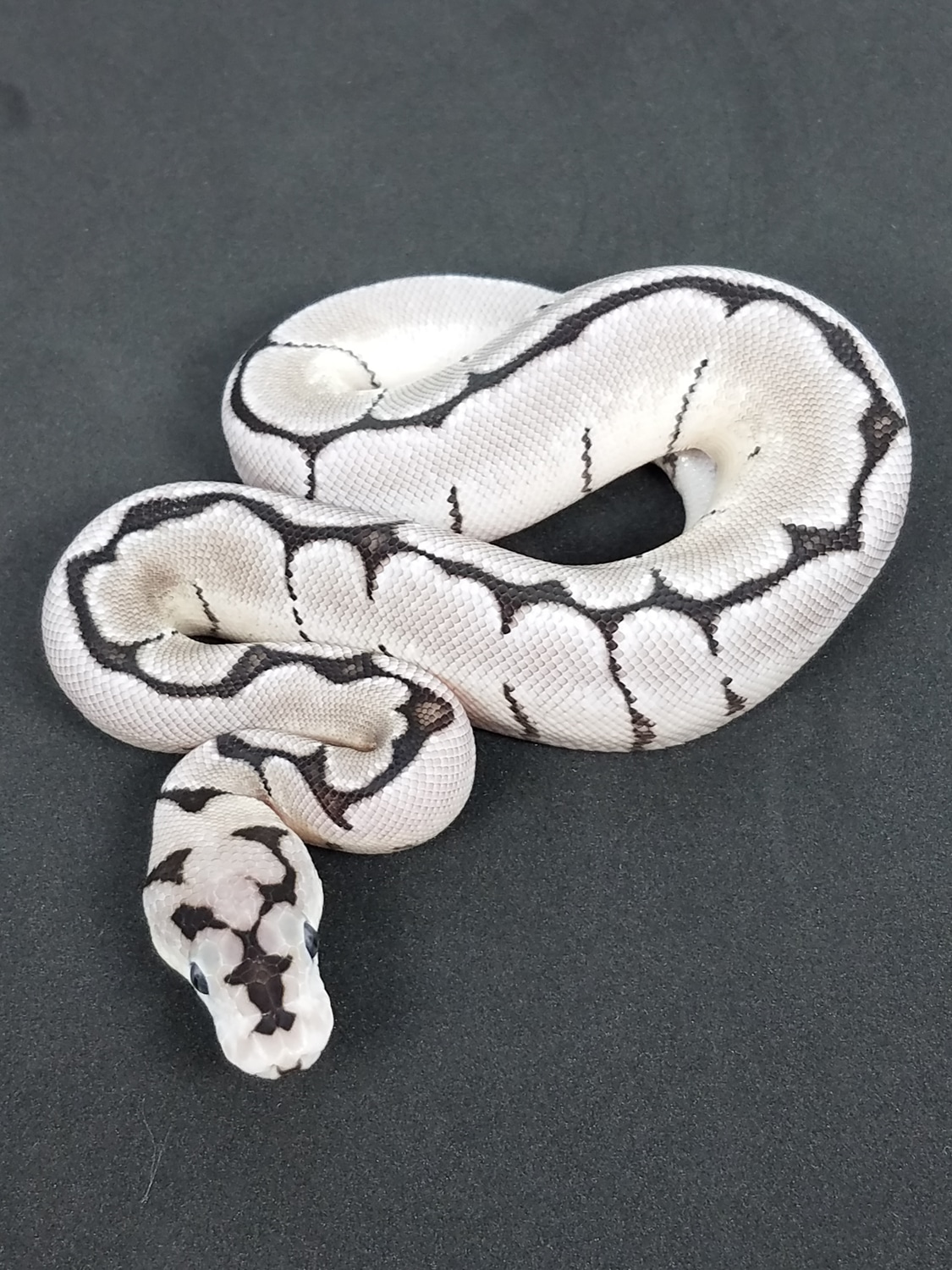 VPI Axanthic Spider Clown Ball Python by Donato Signore - MorphMarket