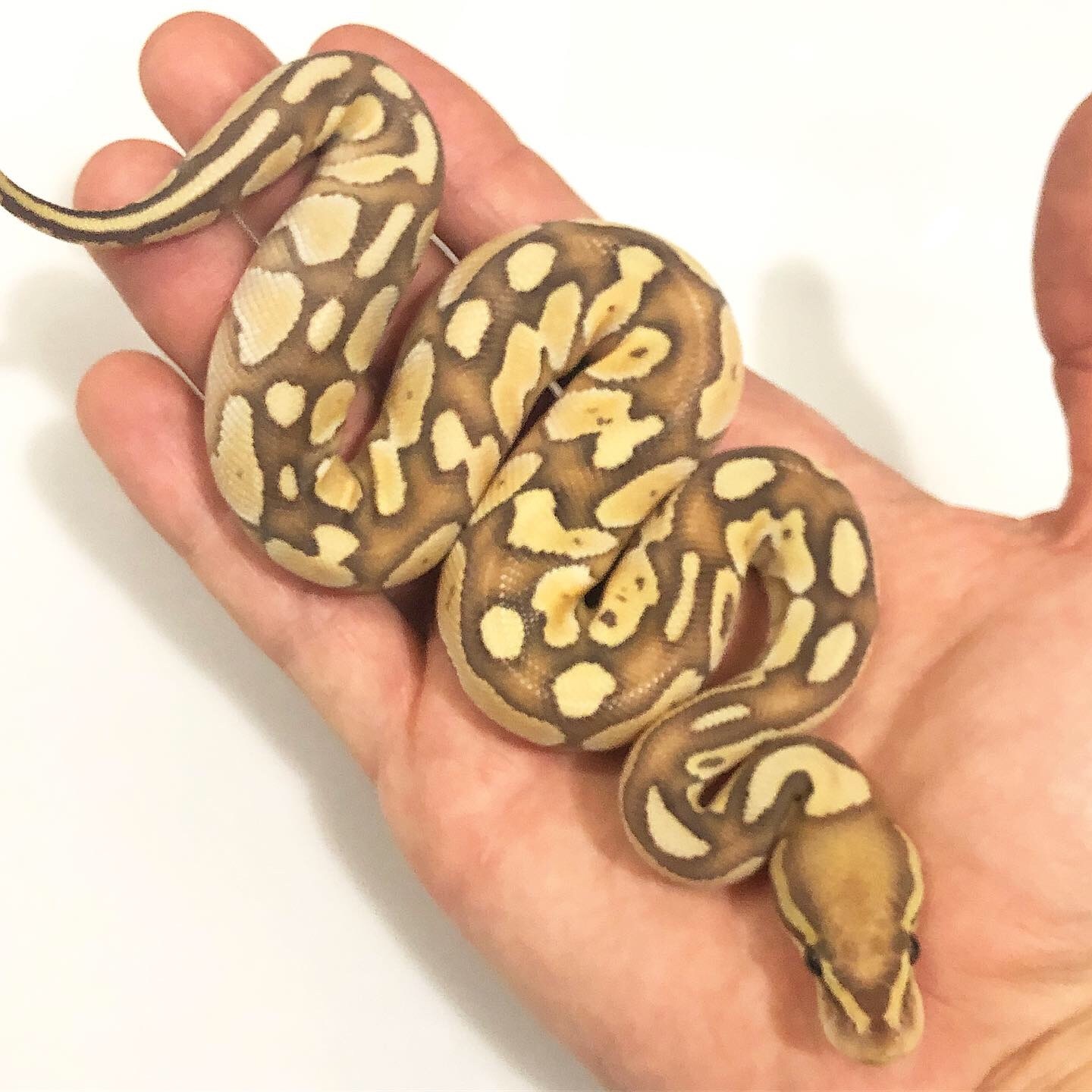 Banana Butter Ball Python by Trademark Exotics MorphMarket