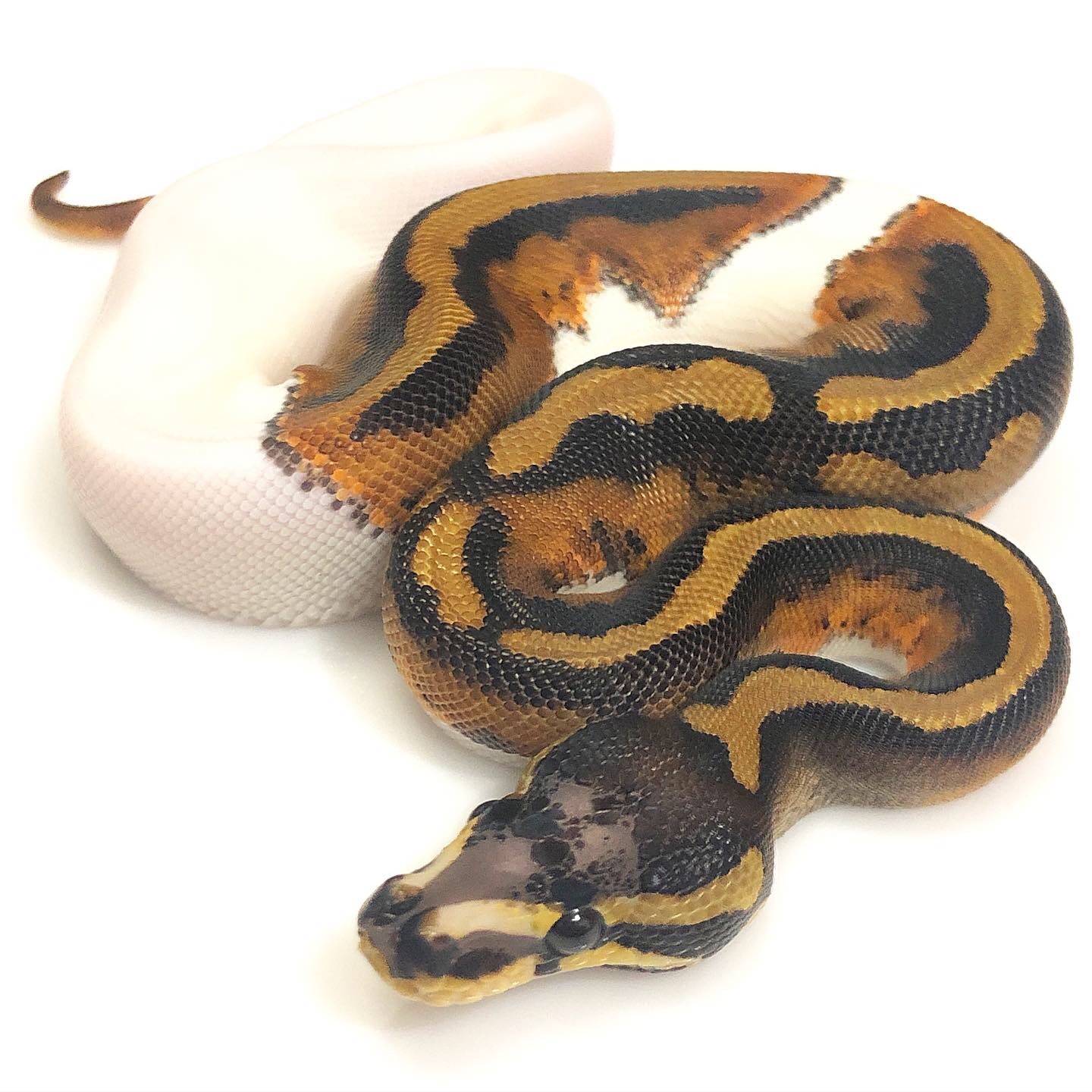 Scaleless Head Piebald Ball Python by Trademark Exotics - MorphMarket