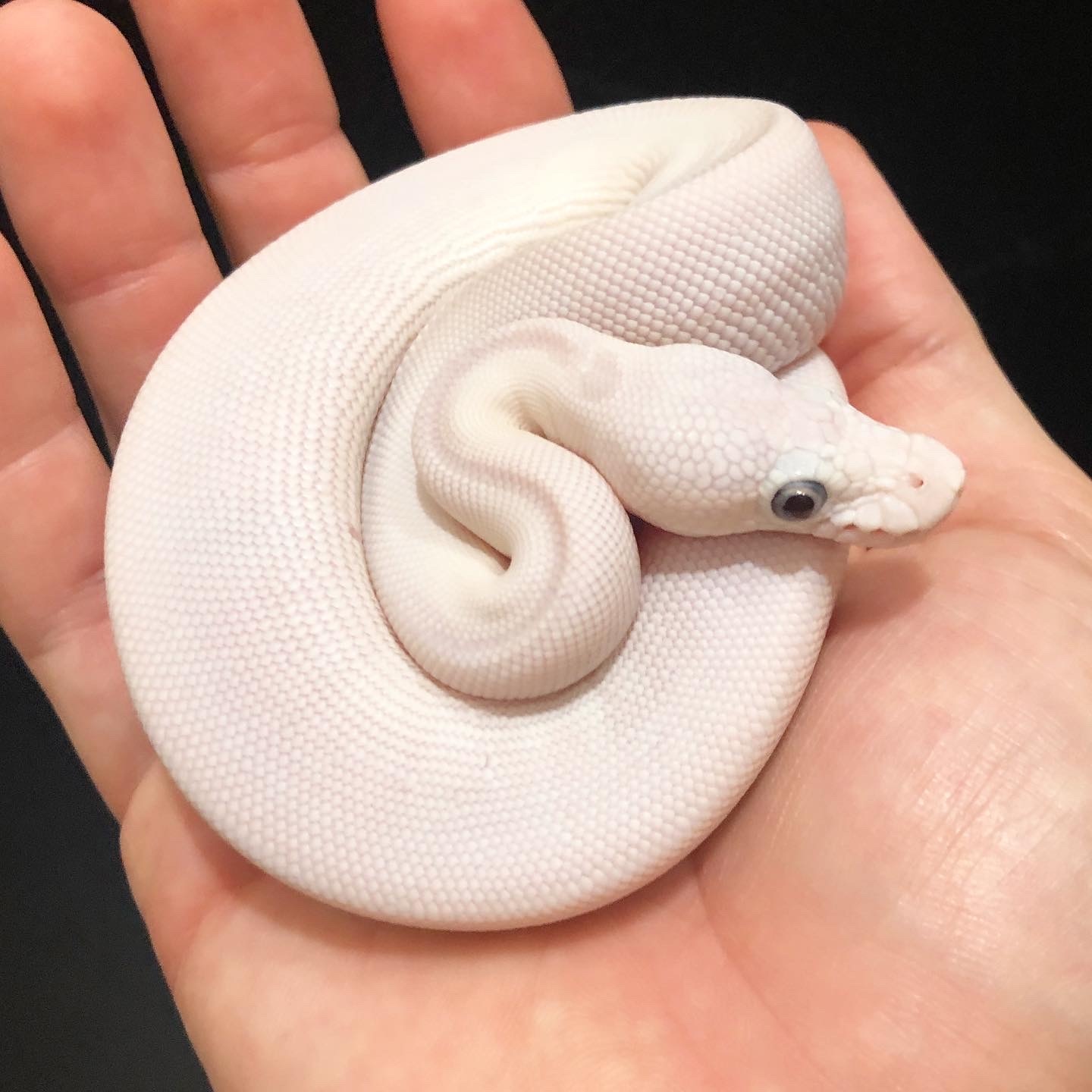 Banana Butter/Lesser BEL Ball Python by Trademark Exotics MorphMarket