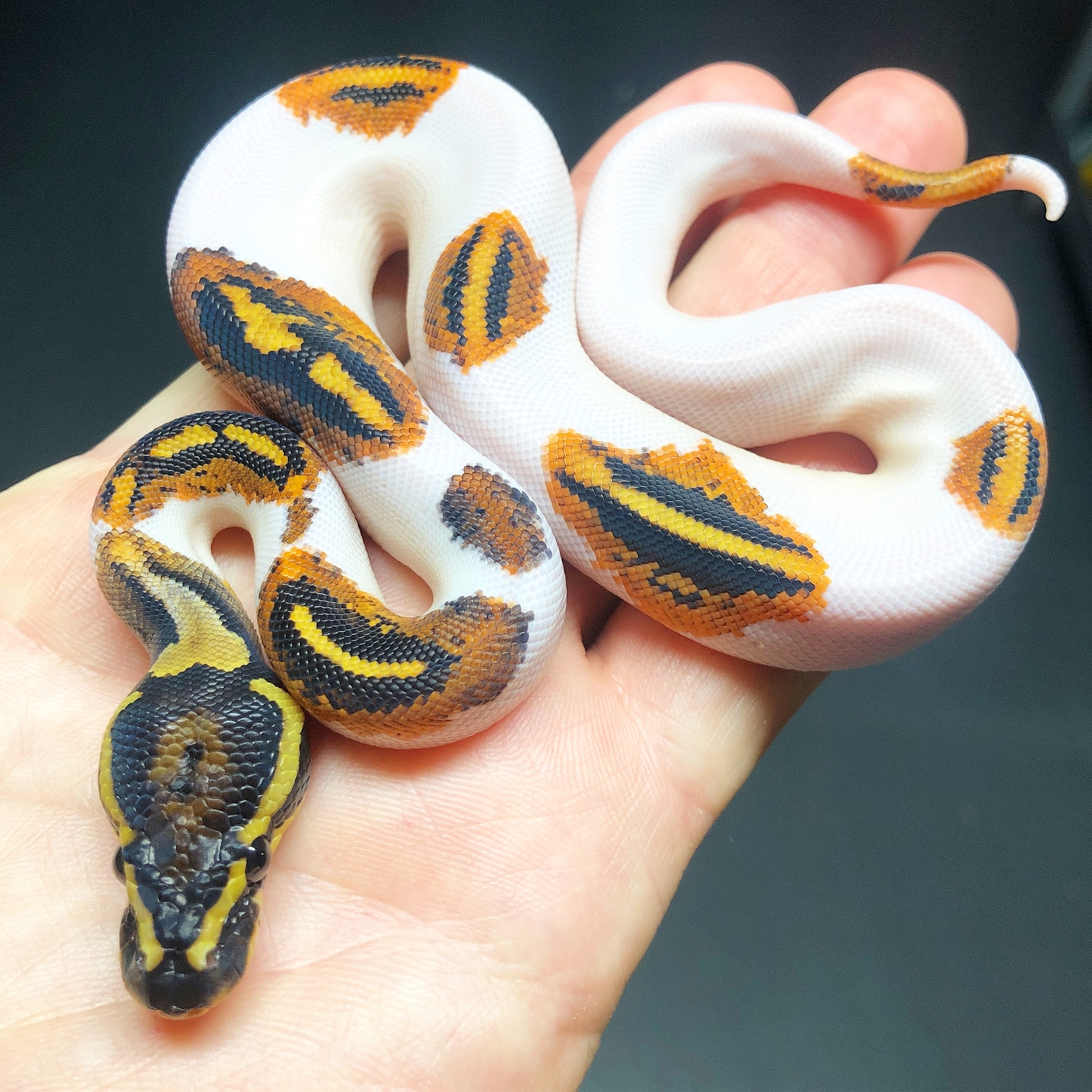 Yellowbelly Piebald Ball Python by Trademark Exotics MorphMarket