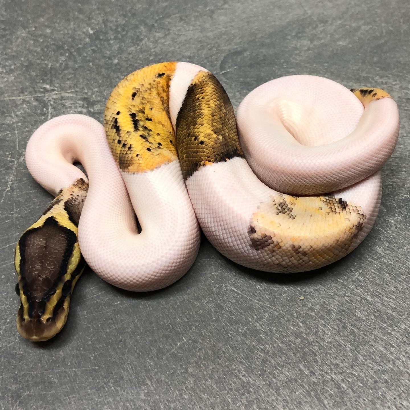 Killer Pied (Pos. Super Sandblast) Ball Python by Trademark Exotics
