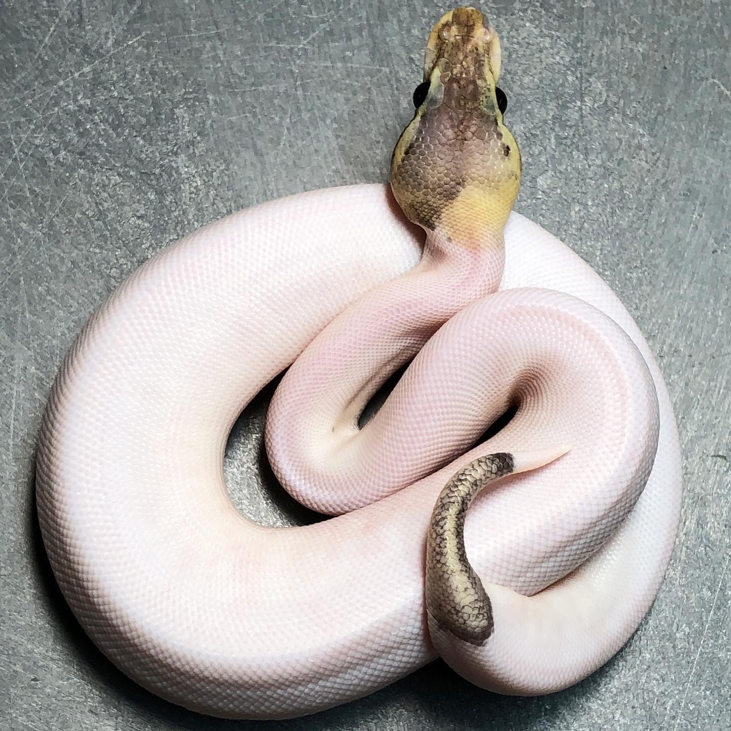 Super Pastel Cinnamon Pied (Pos. Sandblast) Ball Python by Trademark ...