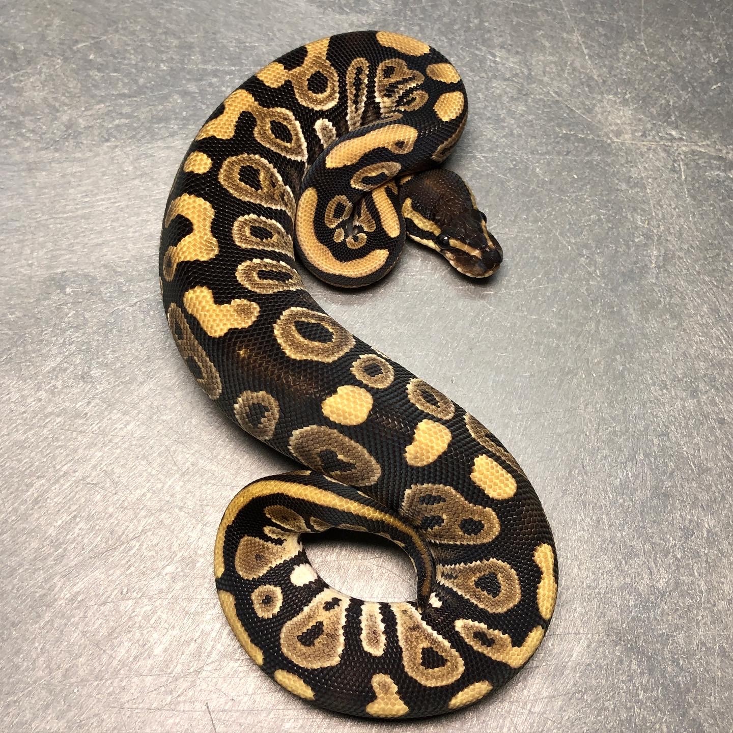 Mystic/Phantom 50% Het Pied Ball Python by Trademark Exotics - MorphMarket